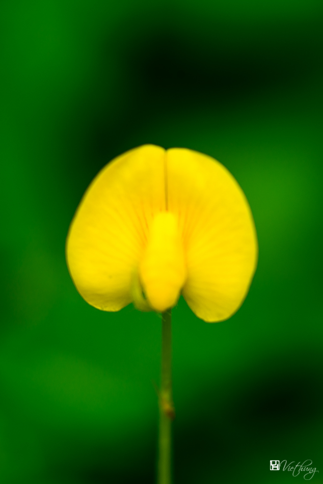 Arachis glabrata