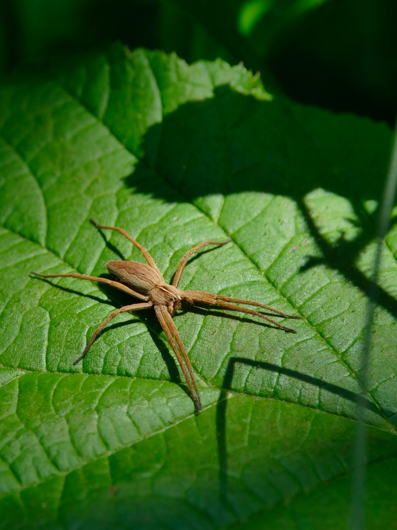 Arachne Foto & Bild tiere, wildlife, spinnen Bilder auf