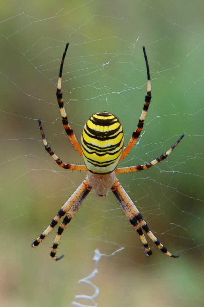 Arachnéenne d' Aragon