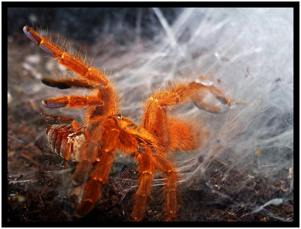 Arachnid vs. Melolontha