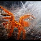 Arachnid vs. Melolontha