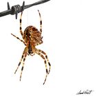 Arachnida