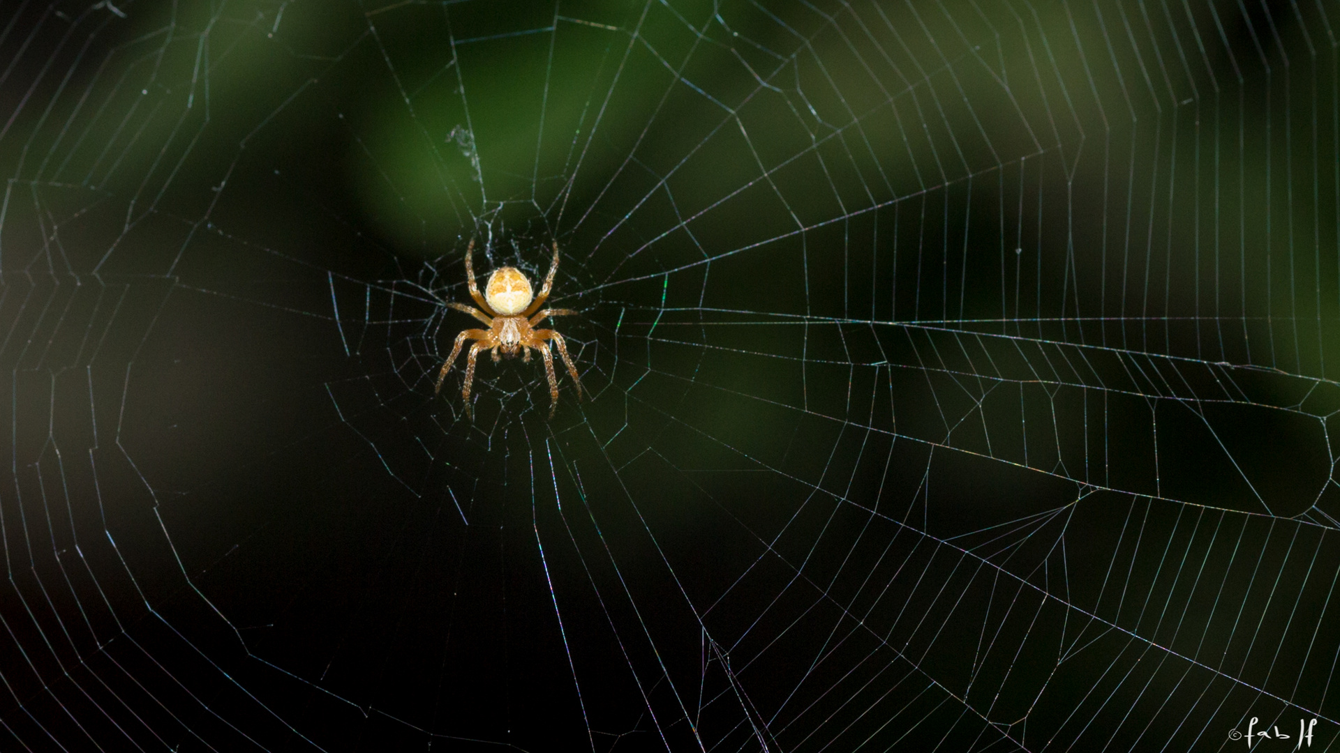 arachnide du soir