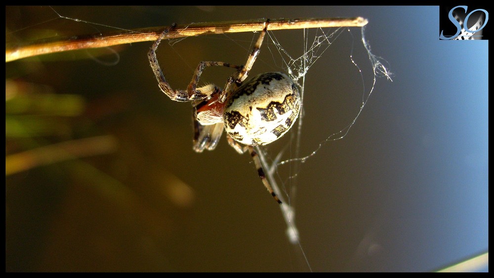 Arachnidée