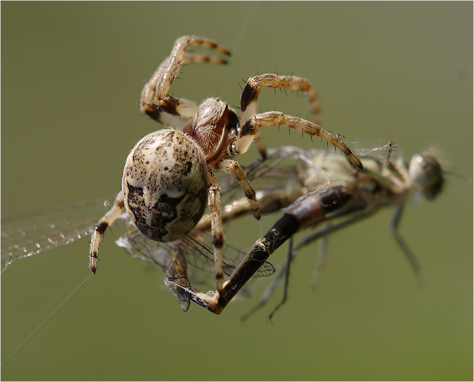 Arachno Attack