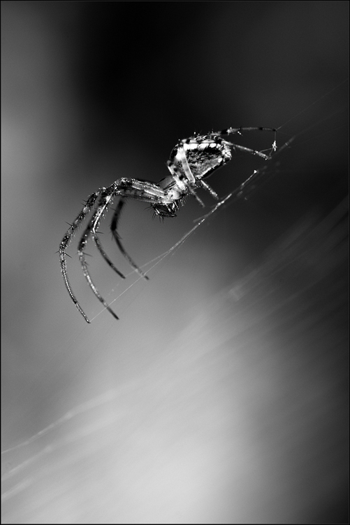 arachnofobia