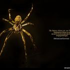 Arachnoid