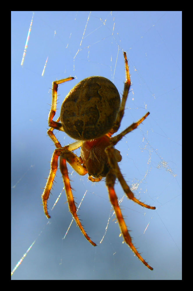 Arachnoidea