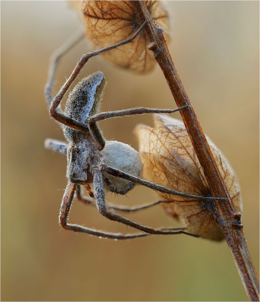 Arachnophobia 3 Foto & Bild natur, tiere, wildlife Bilder auf