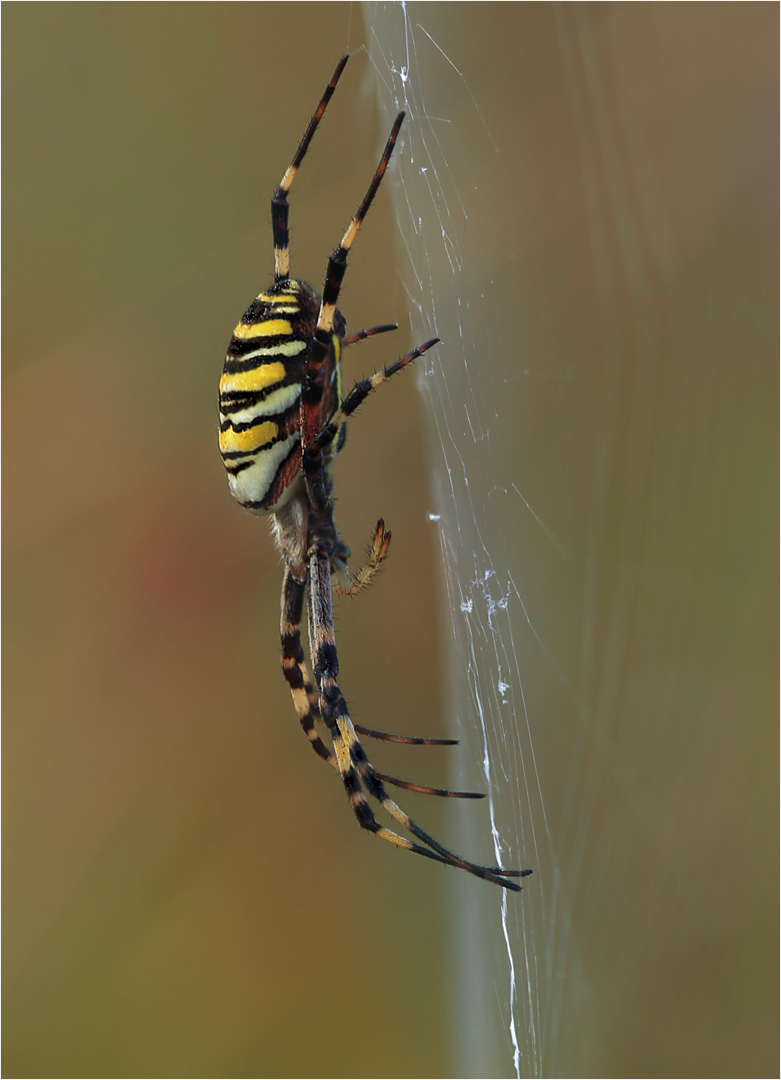 Arachnophobia 4 Foto & Bild makro, natur, nahaufnahme Bilder auf