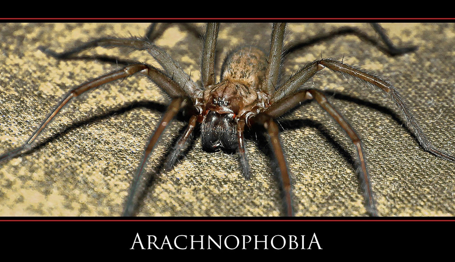 Arachnophobia