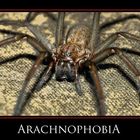 Arachnophobia