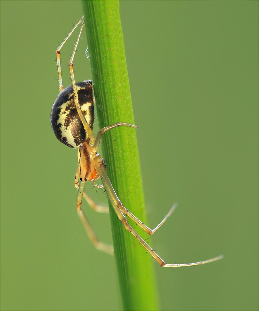 Arachnophobia...1