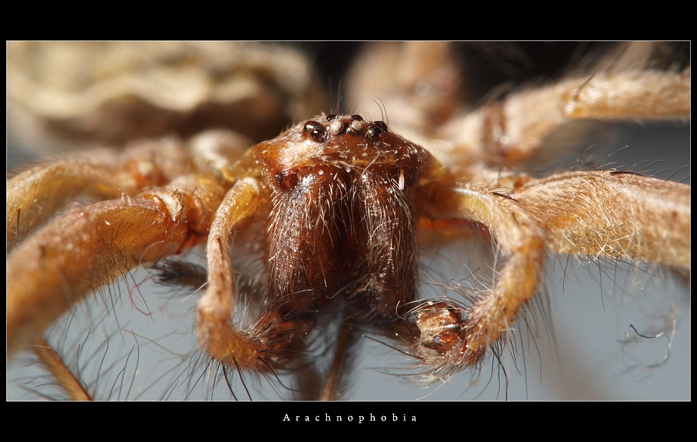 Arachnophobie