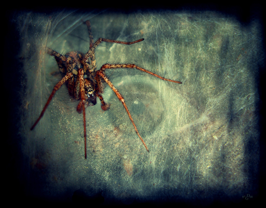 Arachnophobie Foto & Bild emotionen, angst, spezial Bilder auf