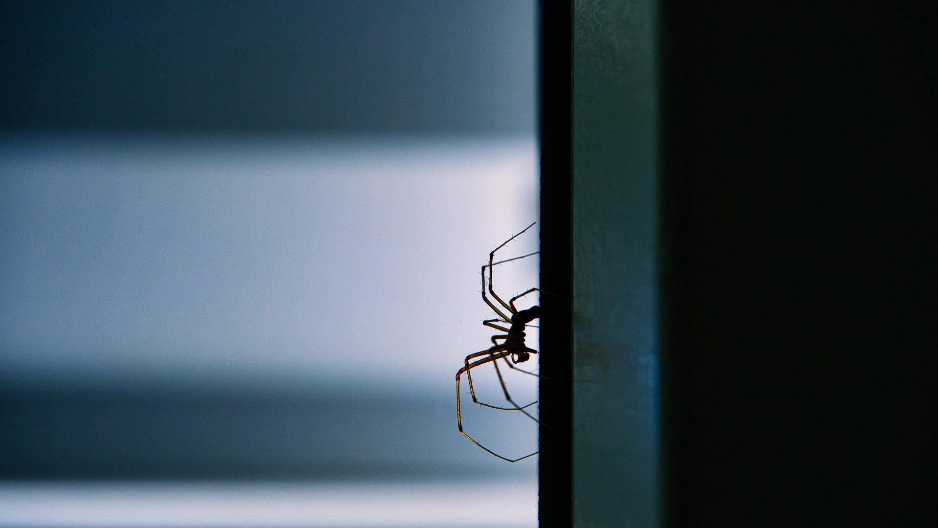 Arachnophobie Foto & Bild summer, world, sommer Bilder auf