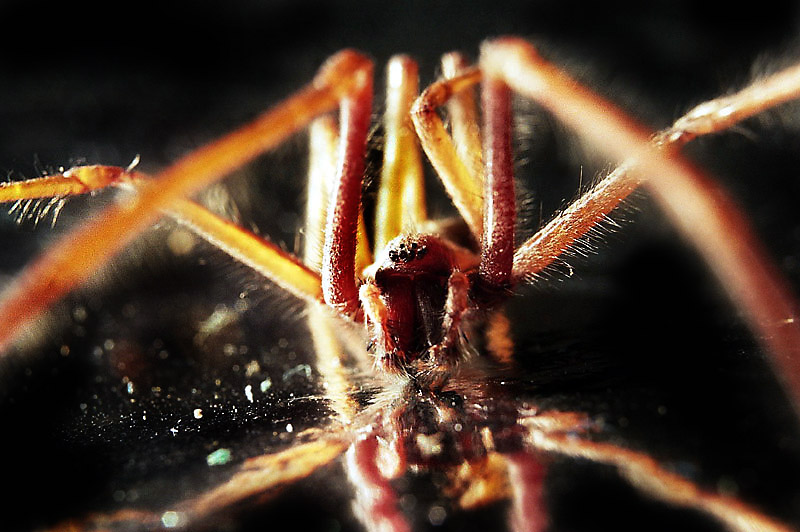 Arachnophobie Foto & Bild konzept fotografie, idee, spezial Bilder