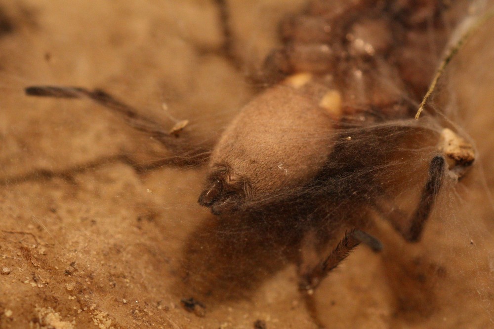 Arachnophobie gefällig?