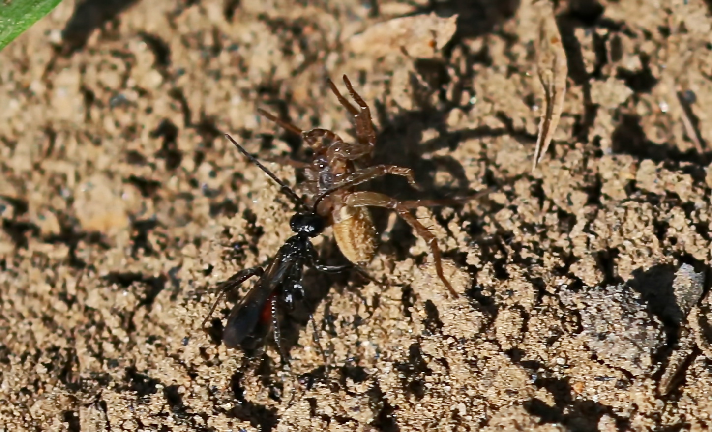 Arachnospila anceps