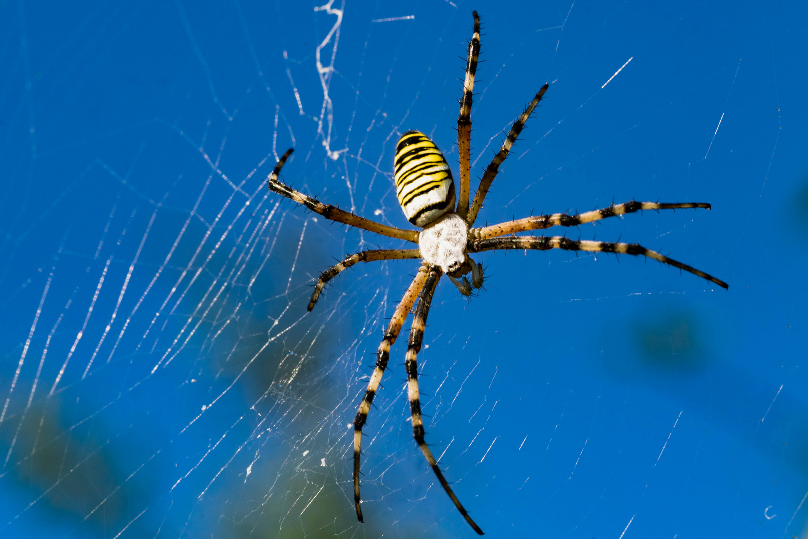 Aracne Foto % Immagini| europe, italy, vatican city, s marino, italy