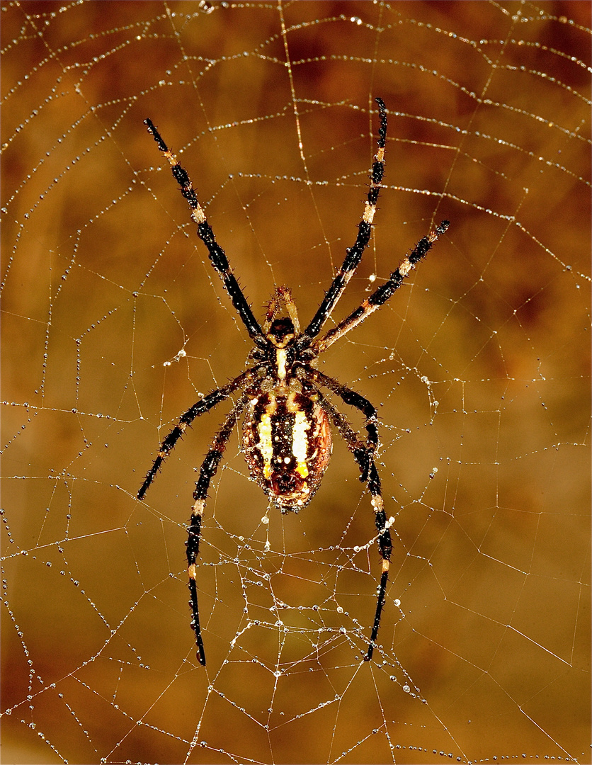 Aracnidi..."Argiope bruennichi"...