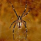 Aracnidi..."Argiope bruennichi"...