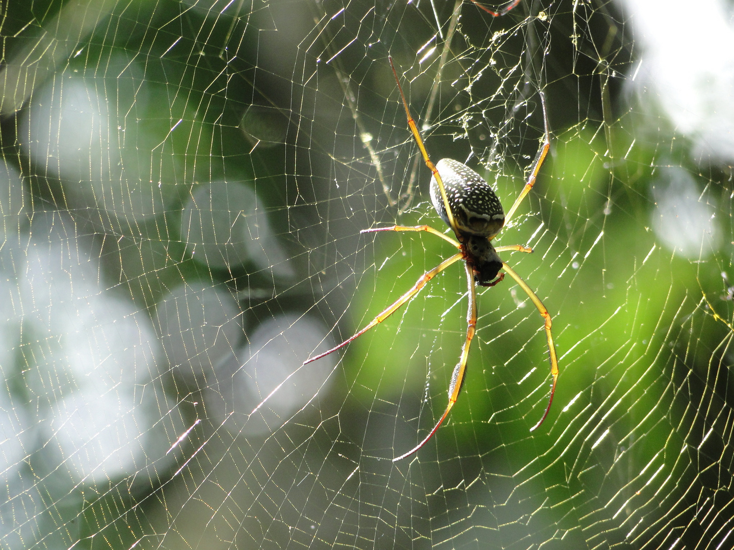 Aracnido