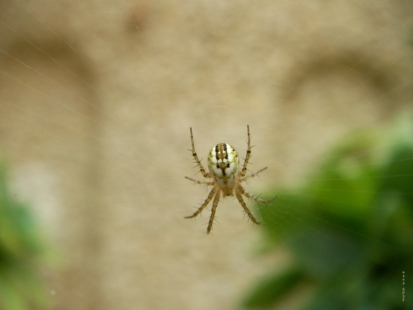 arácnido - mangora acalypha