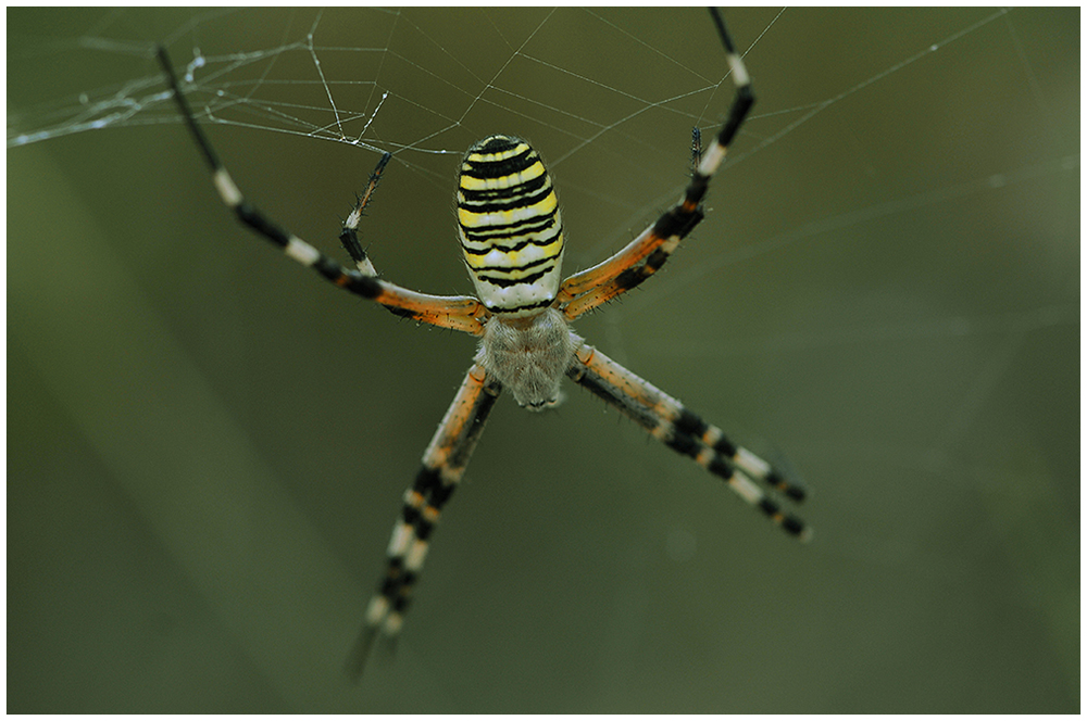 aracnius-81---argiope-aurantia-