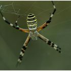 aracnius-81---argiope-aurantia-