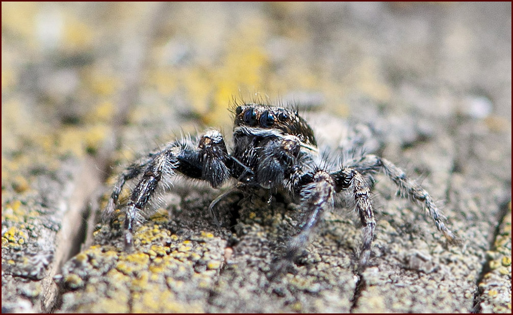 Aracnius 99- Salticidae