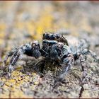 Aracnius 99- Salticidae