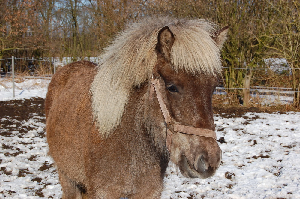 Aradis mit 1,5 Jahren