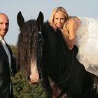 Aragon als Hochzeitspferd