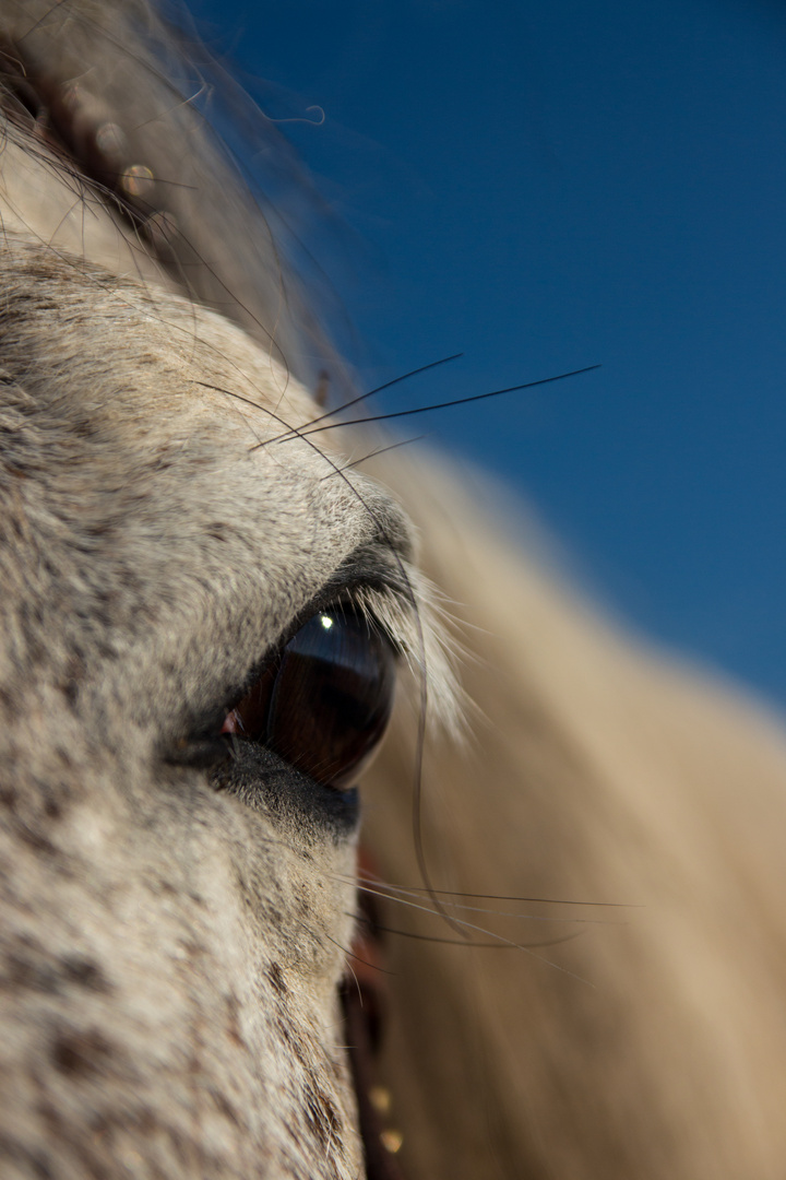 Aragon Haflinger von meiner freundin