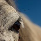 Aragon Haflinger von meiner freundin