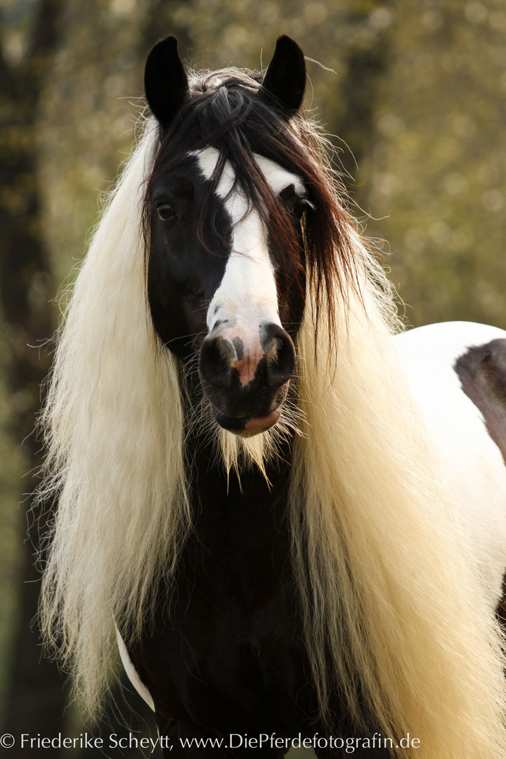 Aragon Portrait