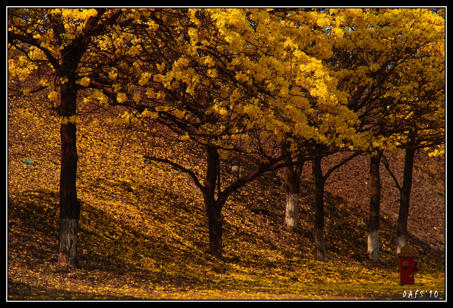 ARAGUANEY.... ARBOL NACIONAL DE VENEZUELA