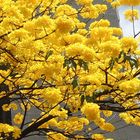 Araguaney en flor (Handroanthus chrysanthus)