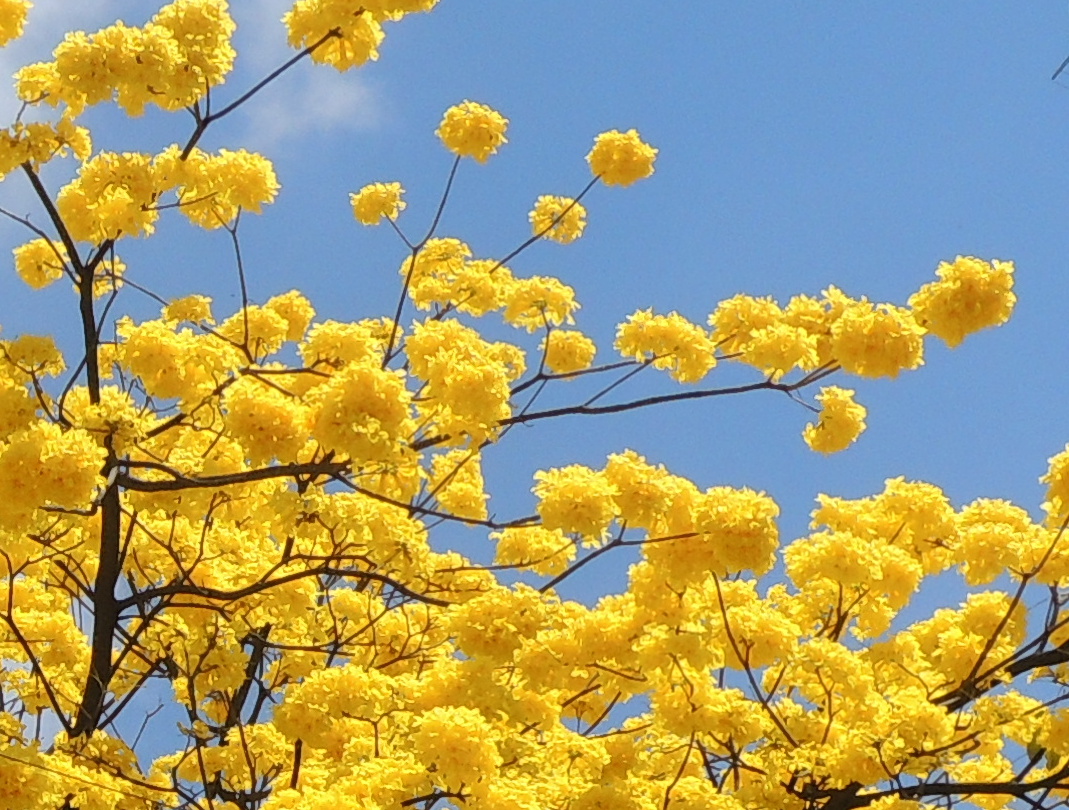 Araguaney en flor (Handroanthus chrysanthus)