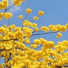 Araguaney en flor (Handroanthus chrysanthus)