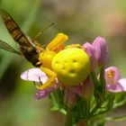 Araigné crabe jaune