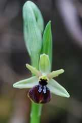 ARAIGNÉE DU PRINTEMPS