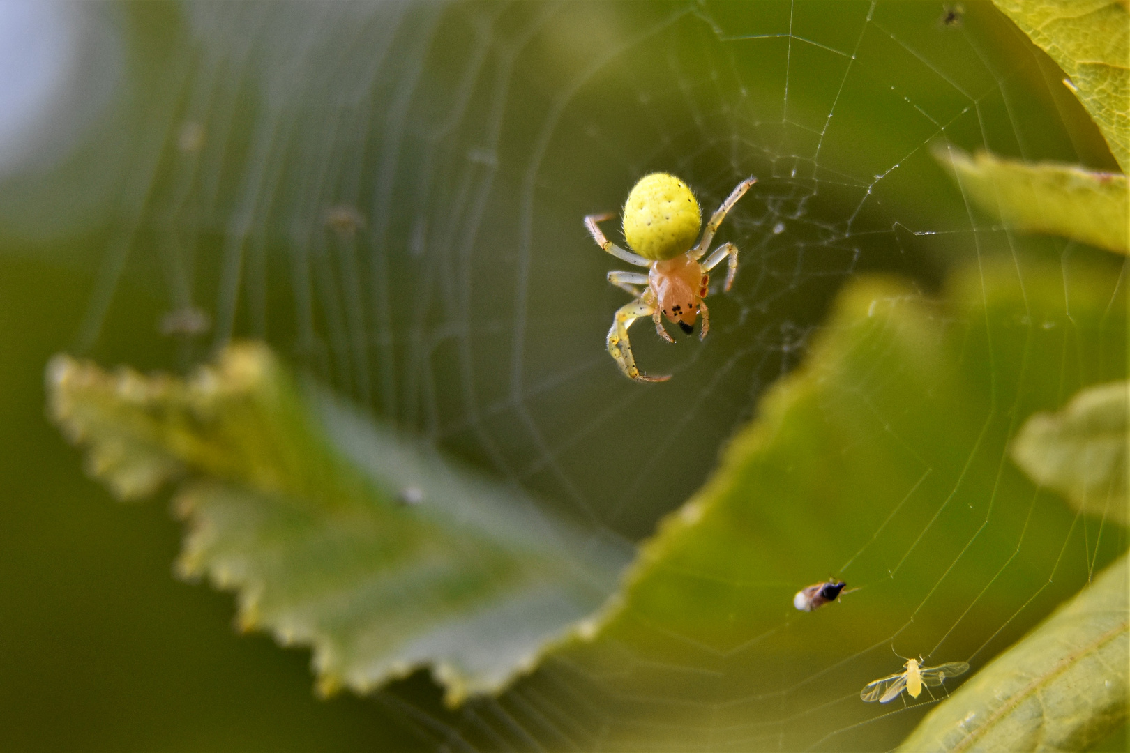 Araignée à 6 pattes photo et image france, nature, outdoor Images