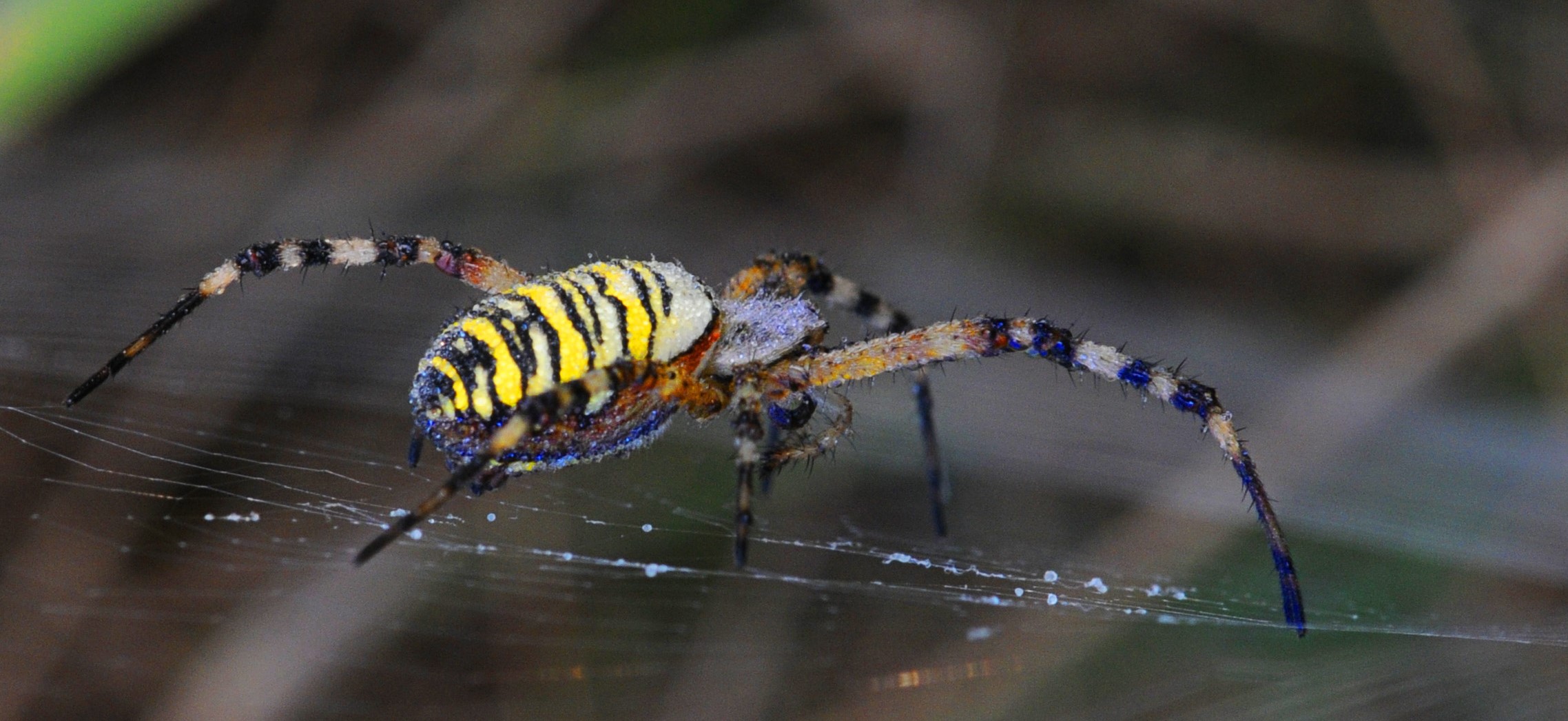 araignée à l'horizontale