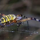 araignée à l'horizontale