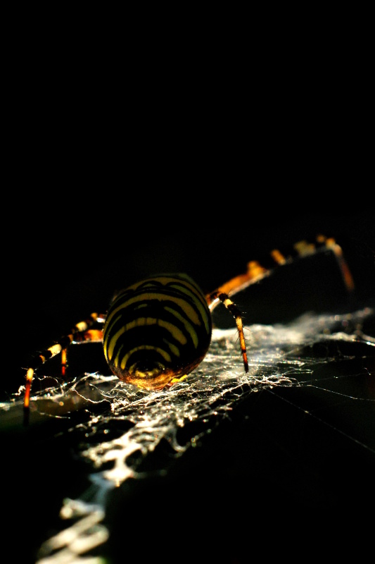 Araignée Argiope