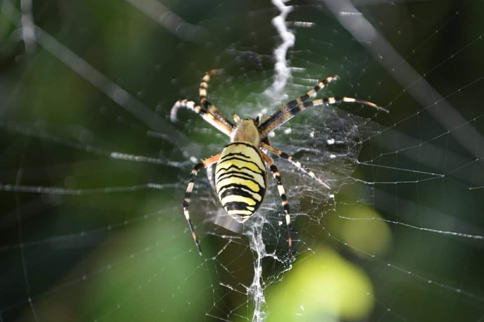 Araignée Argiope frelon 