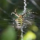 Araignée Argiope frelon 