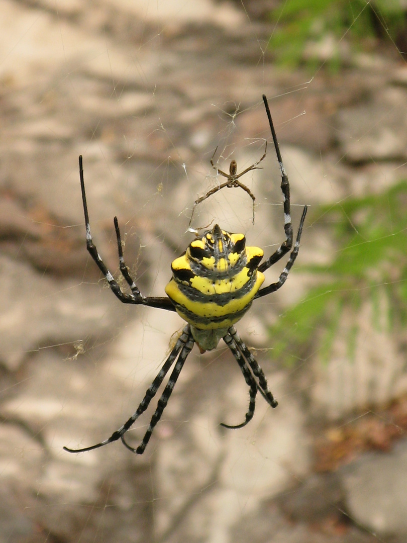 Araignée Argriope.